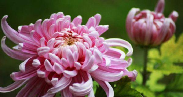 菊花的象征意义及文化内涵（一朵花的多重寓意与美好祝福）