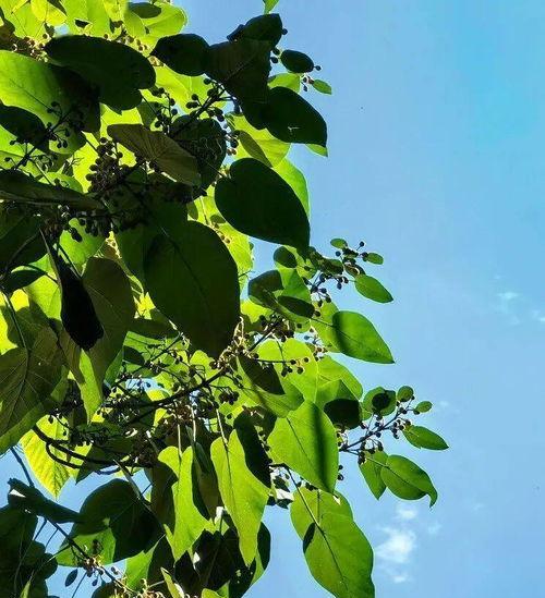 梧桐树和桐树的区别（从外貌）