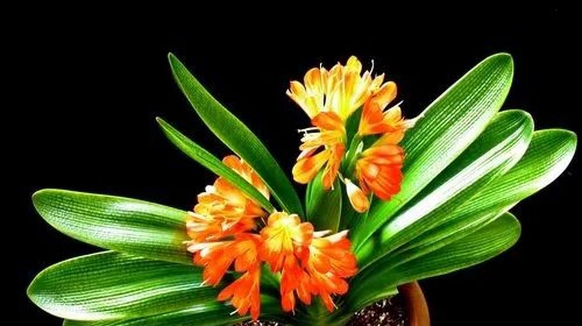 君子兰的花语——传递着高尚与纯洁的情感（深入探索君子兰花语）