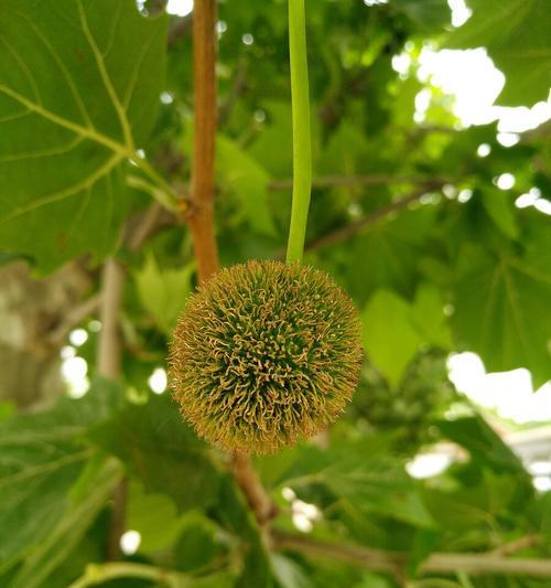 梧桐树的花期及其特点（春夏之际）