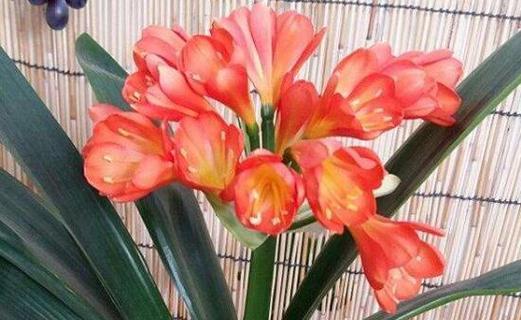 君子兰的花语与寓意——雅致与纯洁之美（探寻君子兰的花语与寓意）
