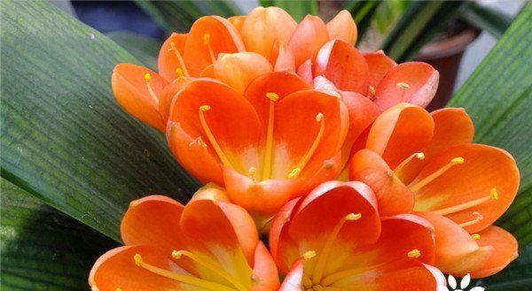 君子兰的花开寓意深远（生命力与坚韧的象征）