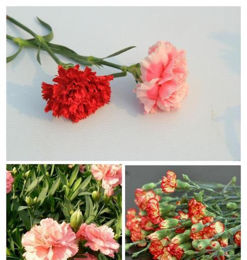 康乃馨花语的意义与传承（解读康乃馨花语）