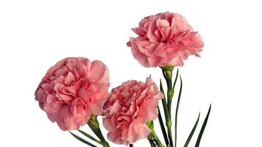 以康乃馨代表的花语——爱与尊重（康乃馨的花语及象征意义）