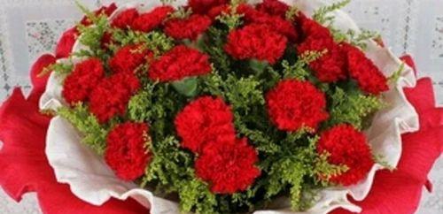康乃馨（传递爱与美的鲜花）
