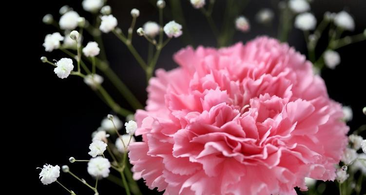 康乃馨花语探秘（康乃馨花语的象征意义及深层内涵）