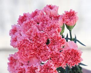 康乃馨花的象征意义（探寻康乃馨花背后的情感与象征）