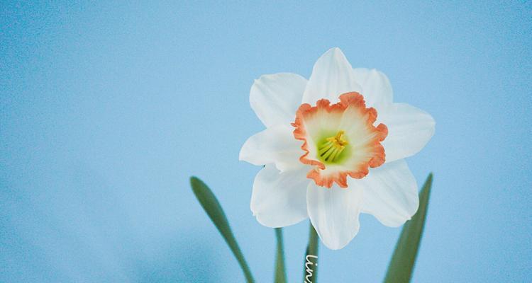 洋水仙花的花语与文化寓意（美丽绽放的洋水仙）