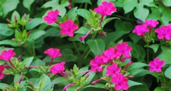 以夜来香的花语与传说（花语寓意深远）