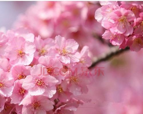 樱花之美（传递禅意与绚丽）