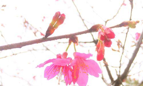 樱花的美丽与深远寓意（浪漫绽放的花海）