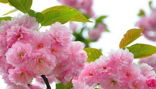 樱花花语与代表意义（赏樱之时）