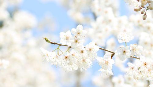 樱桃花（探索樱桃花的寓意和象征）