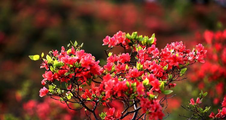 映山红的花语与寓意（揭秘映山红花语的深层寓意）
