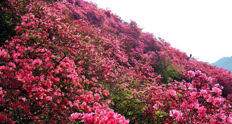 映山红（映山红花语及代表意义解读）