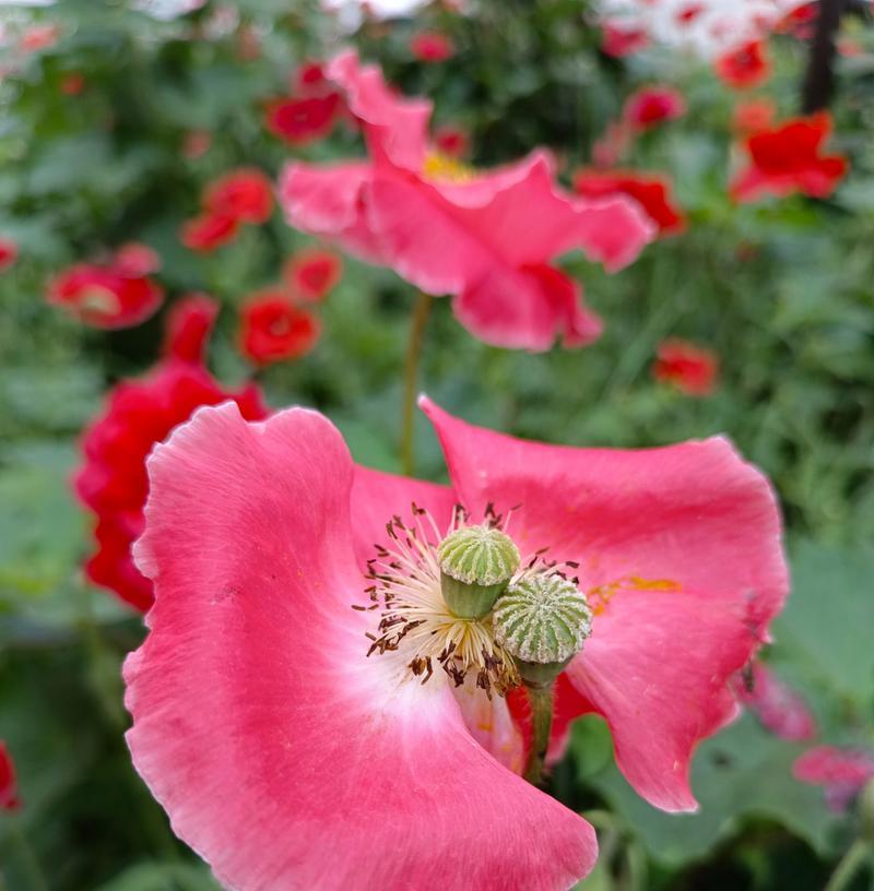 虞美人的花语与传说（花开在红颜之乡）