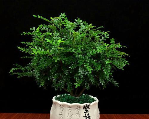 寓意吉祥的盆景树，让生活更美好（以盆景树为主题的园艺艺术）