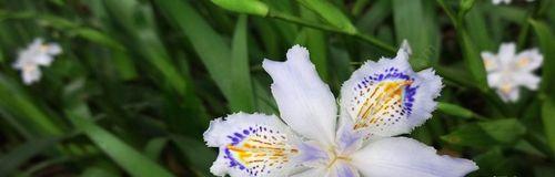 月光花的花语和文化意蕴（月光花）