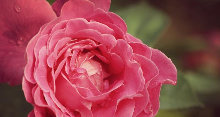 月季花的花语与寓意（探索月季花的意义与象征）