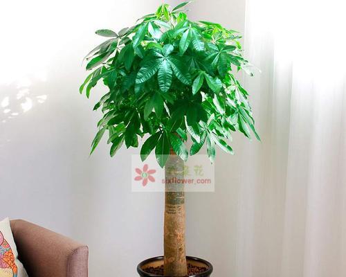 招财树花语与寓意（揭示招财树的秘密）