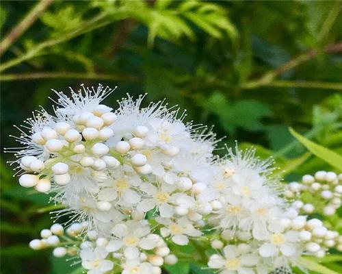 珍珠梅的花语及其寓意（探索珍珠梅的神秘花语世界）