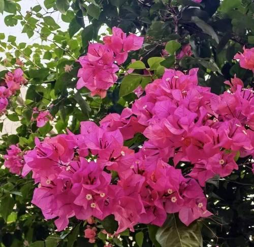 珠海市花——美丽的紫荆花（珠海市花紫荆花的象征意义及特点）