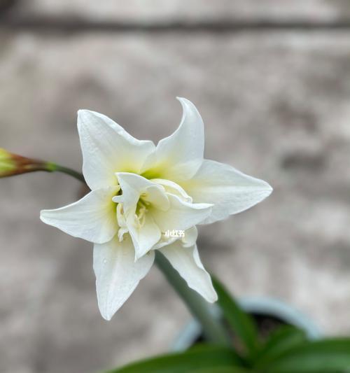 朱顶红（探寻朱顶红的浓情花语）