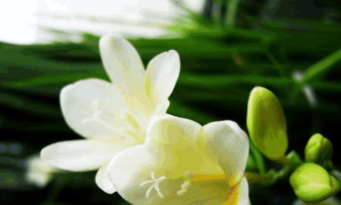 竹子花语（探寻竹子花语的深意与传承）