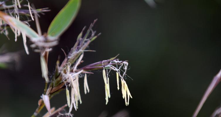 竹子开花的原因及寓意（探索竹子开花之谜与寓意）