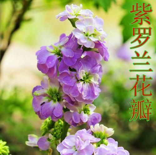 紫罗兰花的意义与象征（揭示紫罗兰花背后的文化与情感）
