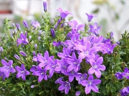 紫色风铃花的意义与象征（探索紫色风铃花的神秘之美）