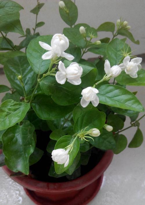 茉莉花（茉莉花的形态与寓意）