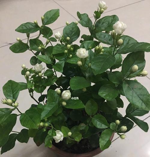 茉莉花的象征意义与文化传承（茉莉花的花语及其在不同文化中的重要地位）
