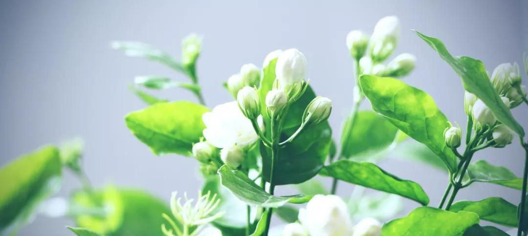 茉莉花——清新芳香的代表（茉莉花花语及象征意义）