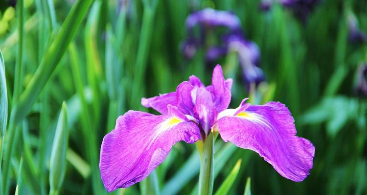 菖蒲花的花语和寓意（传说故事为主题的菖蒲花之谜）