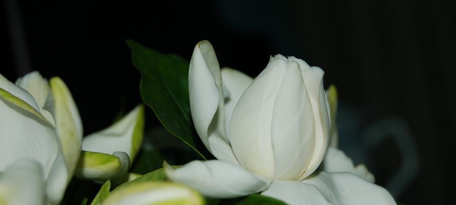 栀子花之花语（探寻栀子花的花语）