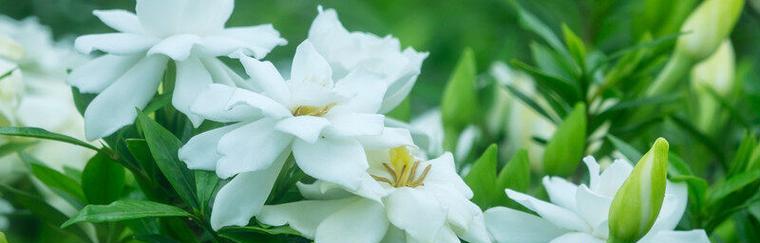 栀子花花语与幸福生活（点亮生活的美丽花朵）