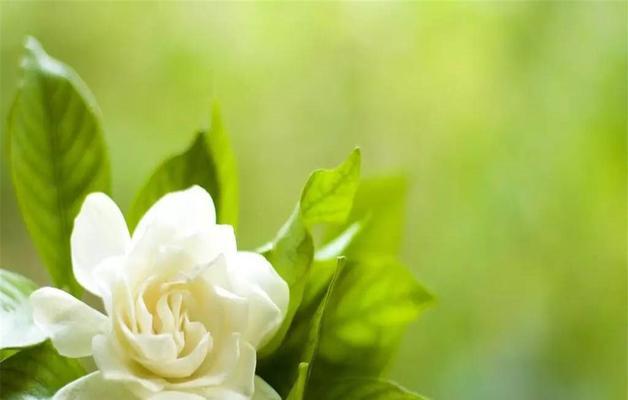 栀子花的养殖与花语（打造香气四溢的栀子花园）