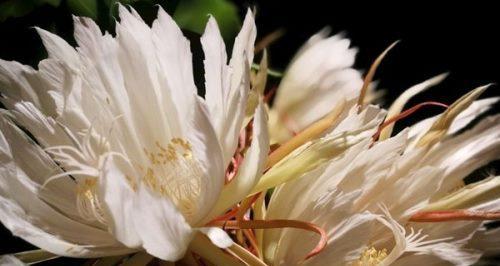昙花（探寻昙花的花语和象征意义）