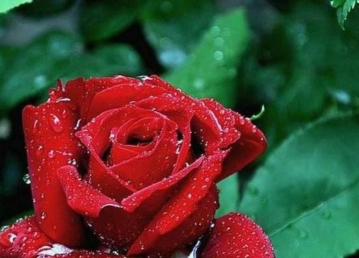 25朵玫瑰花的花语（情意绵绵）