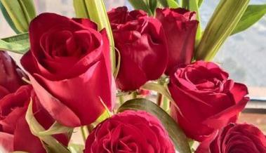 33朵玫瑰花语的深意（探究33朵玫瑰花语的含义和象征）