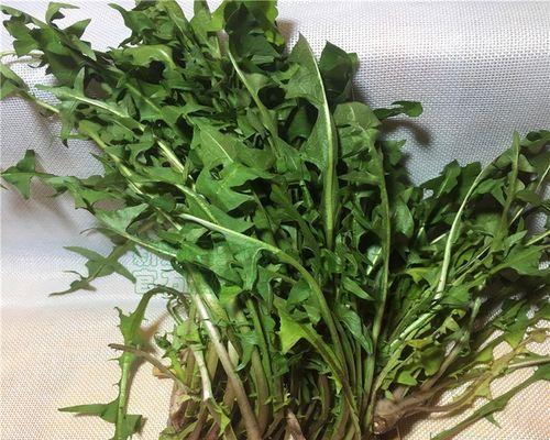 苦菜的生长周期及养护方法（了解苦菜的生长过程）