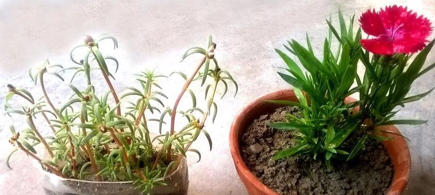 葵花苗可以移栽吗（了解葵花苗移栽的注意事项）