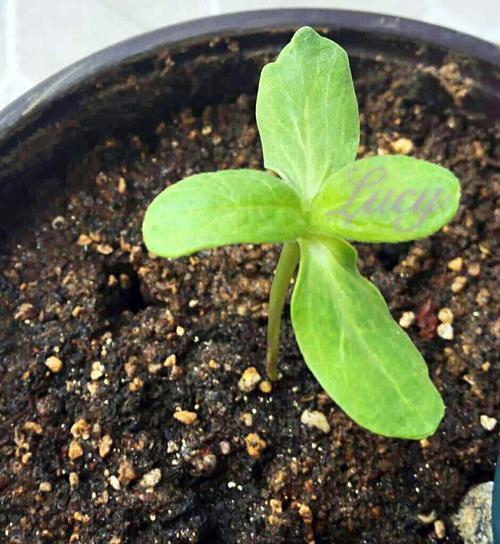 葵花苗可以移栽吗（了解葵花苗移栽的注意事项）
