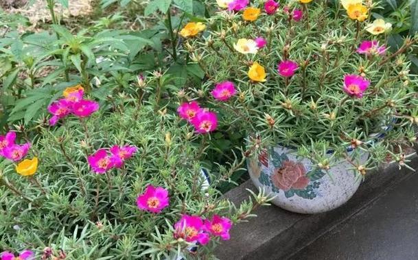 喇叭花的种植与养护（栽种时间及方法详解）