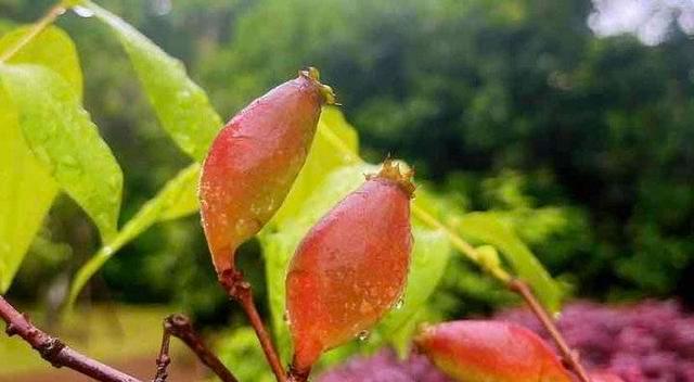 腊梅果实能否食用（了解腊梅果实的营养价值及食用方法）