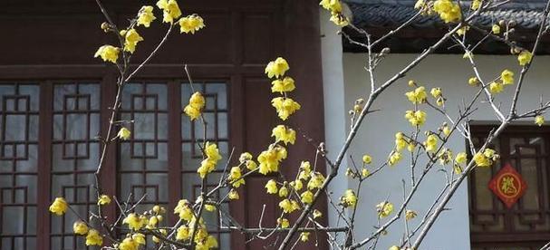 腊梅花——幸福与希望的象征（传承千年的花语和代表意义）