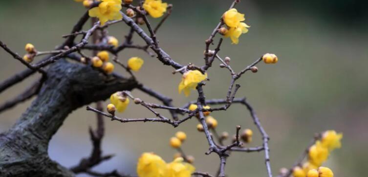 腊梅花——幸福与希望的象征（传承千年的花语和代表意义）