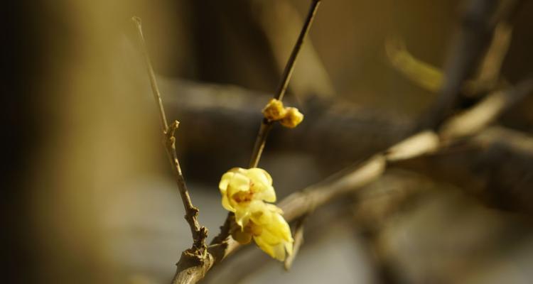 腊梅花开花时间详解（腊梅花开花时间的九大特点）