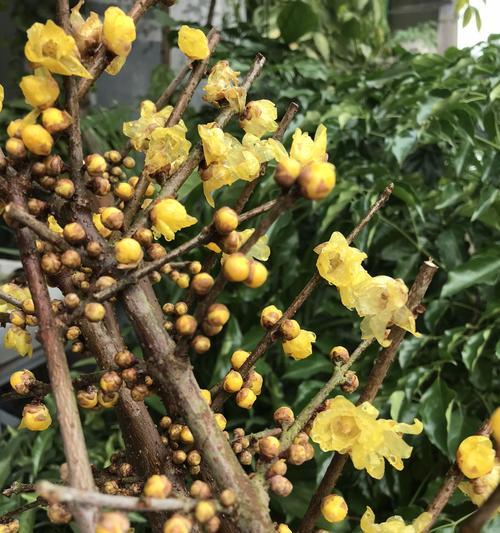 腊梅花开花时间详解（腊梅花开花时间的九大特点）